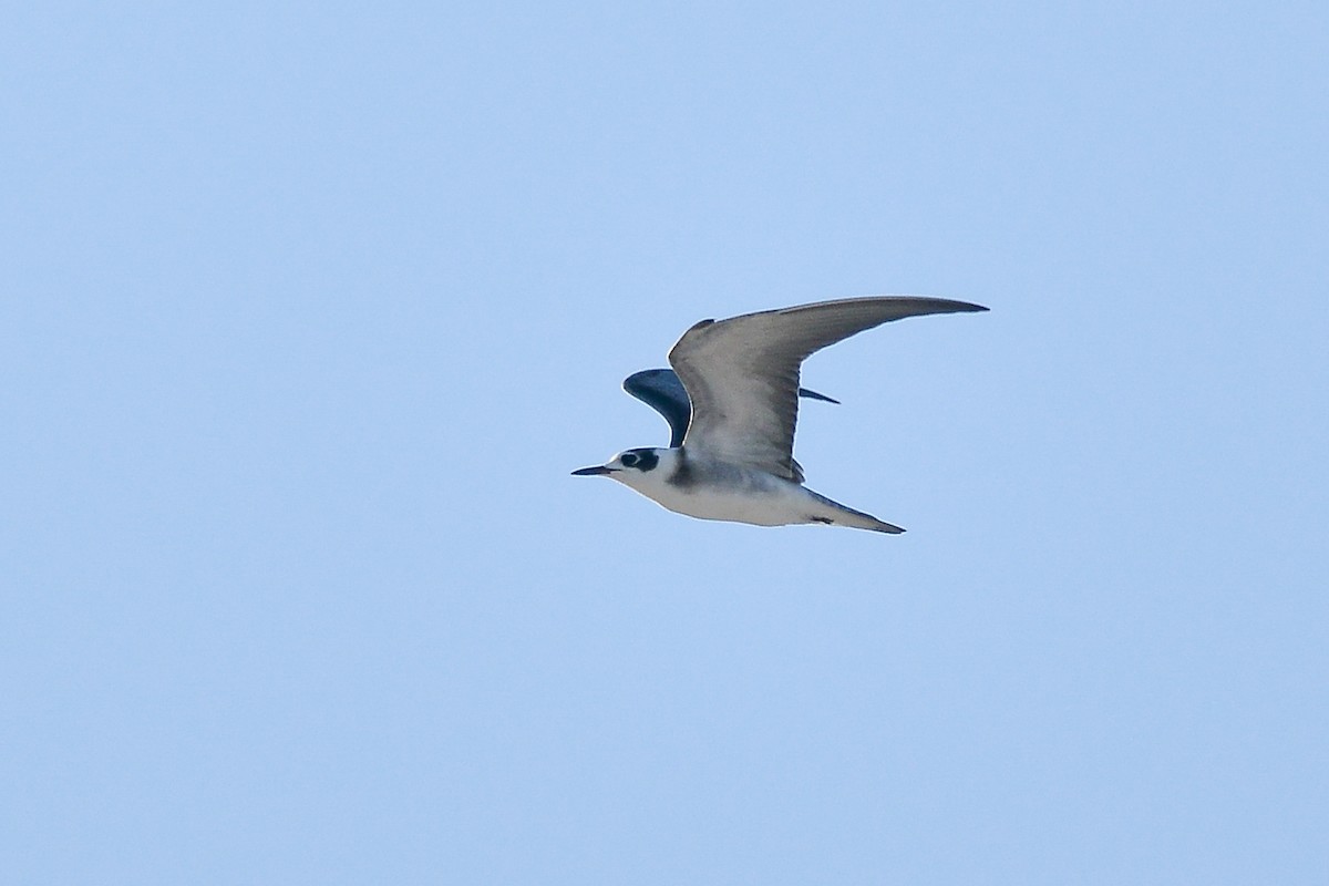 Black Tern - ML151017431