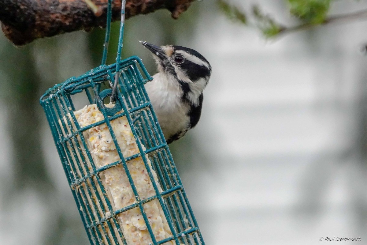 Hairy Woodpecker (Eastern) - ML151017651