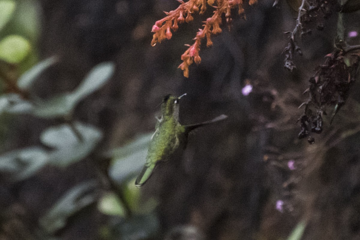 grønnvipekolibri - ML151018041