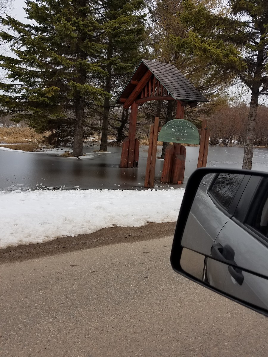 Pileated Woodpecker - ML151020321