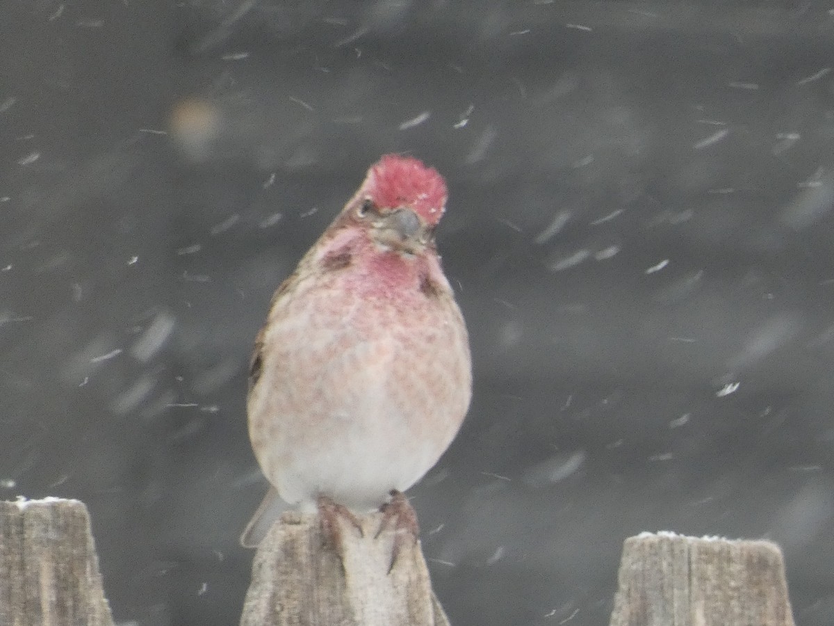 Cassin's Finch - ML151020411