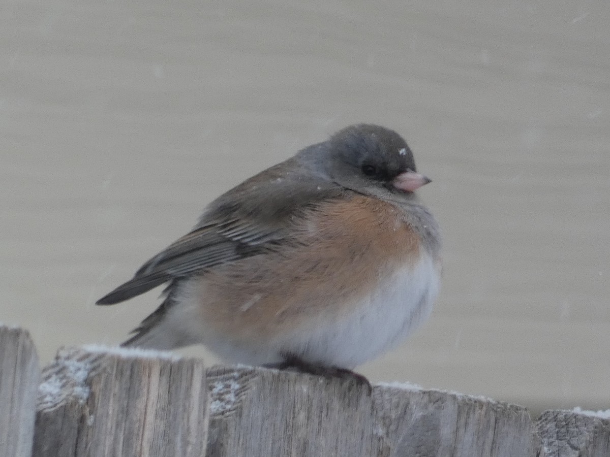 Junco Ojioscuro - ML151020651