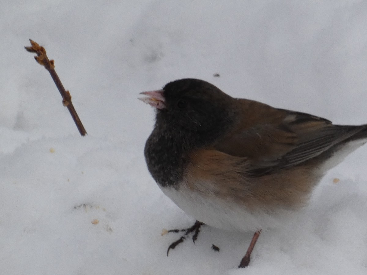 Dark-eyed Junco - ML151020731