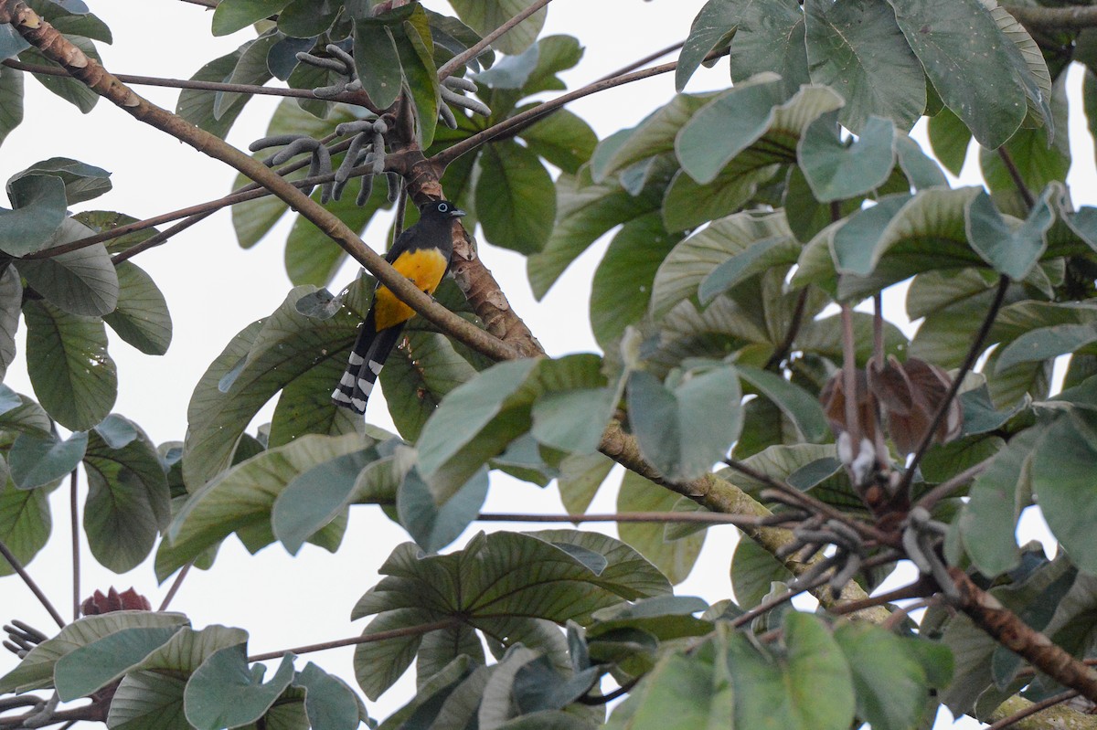 Trogon à tête noire - ML151021931