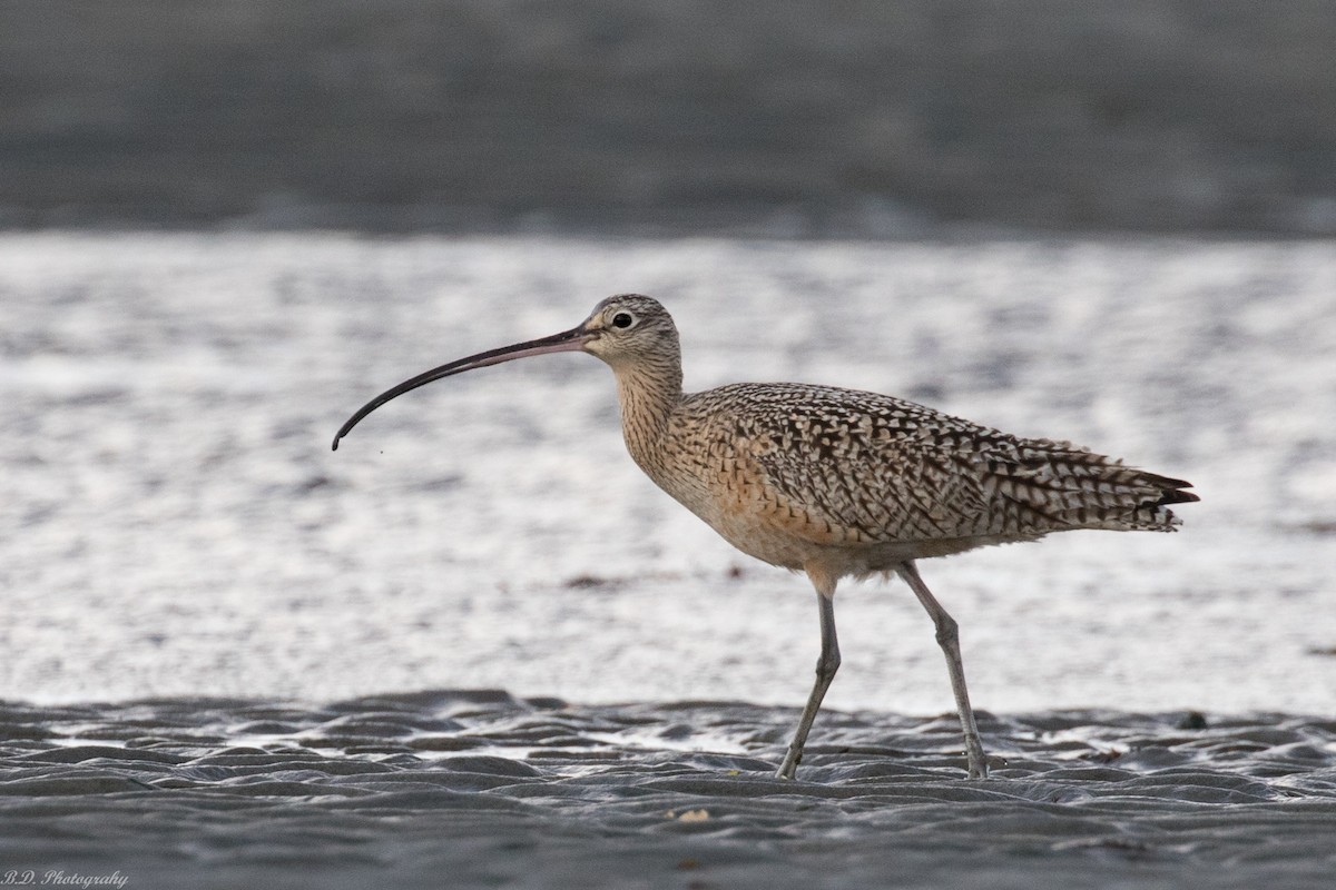 Long-billed Curlew - ML151022081