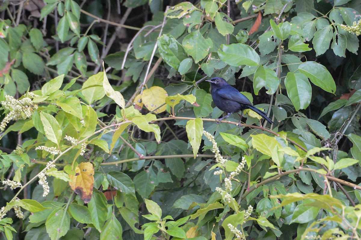 Black Catbird - Erik Martin