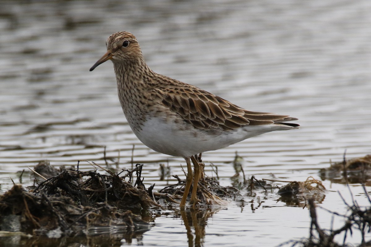 Pectoral Sandpiper - Alan Malina