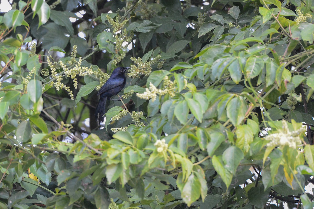 Pájaro Gato Negro - ML151022431