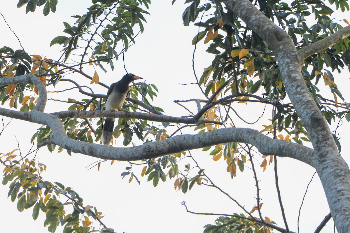 Brown Jay - Erik Martin