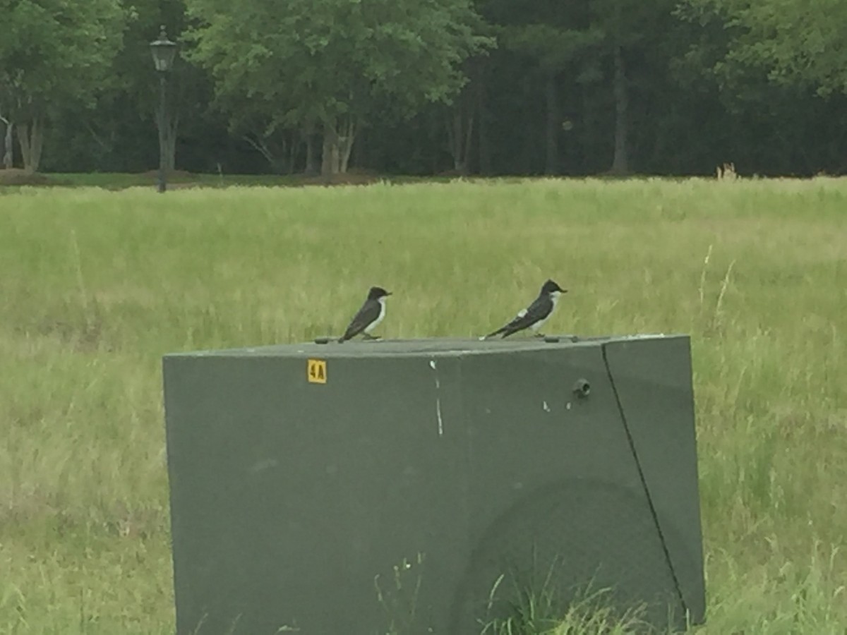 Eastern Kingbird - Terry Cerisoles