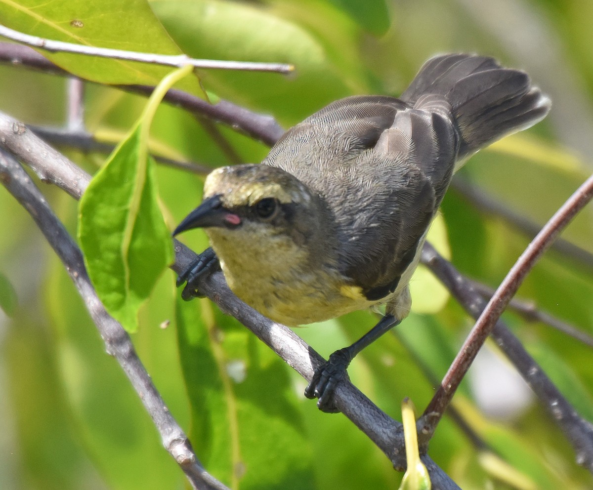 Bananaquit - Steven Mlodinow