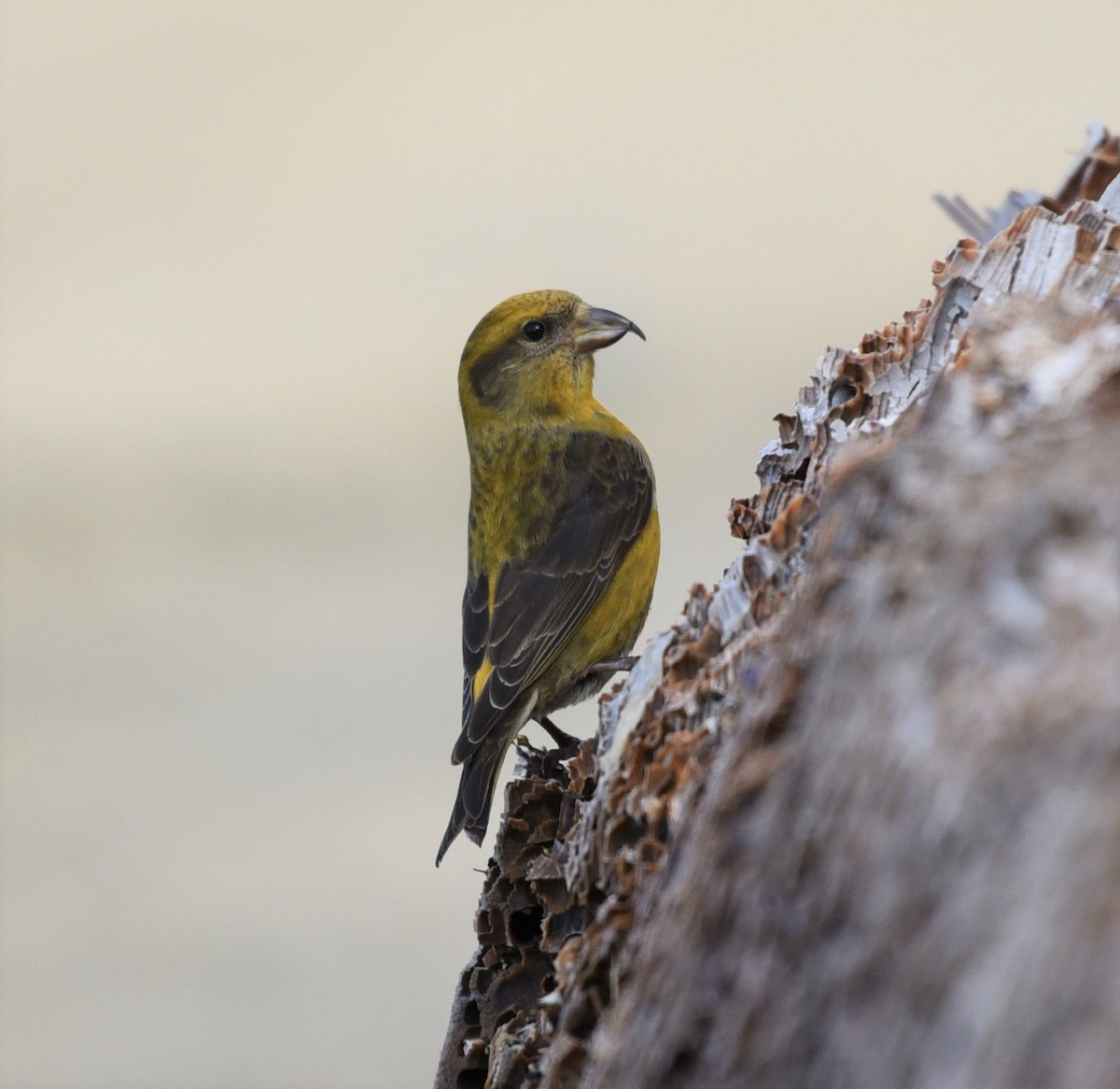 Red Crossbill - ML151024871