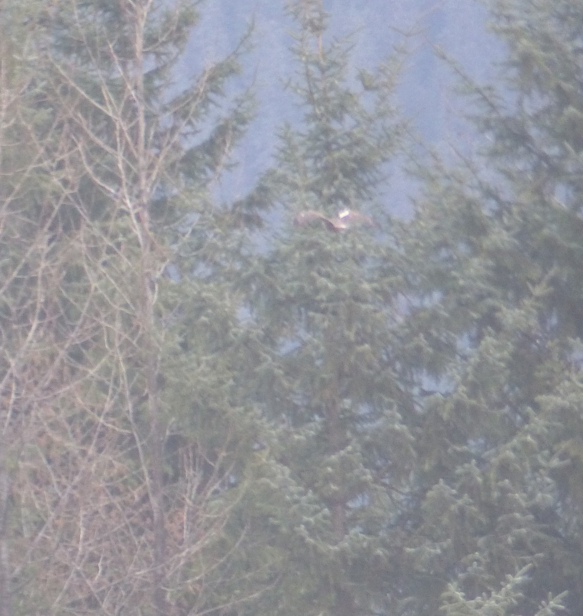 káně rudochvostá (ssp. harlani) - ML151025341