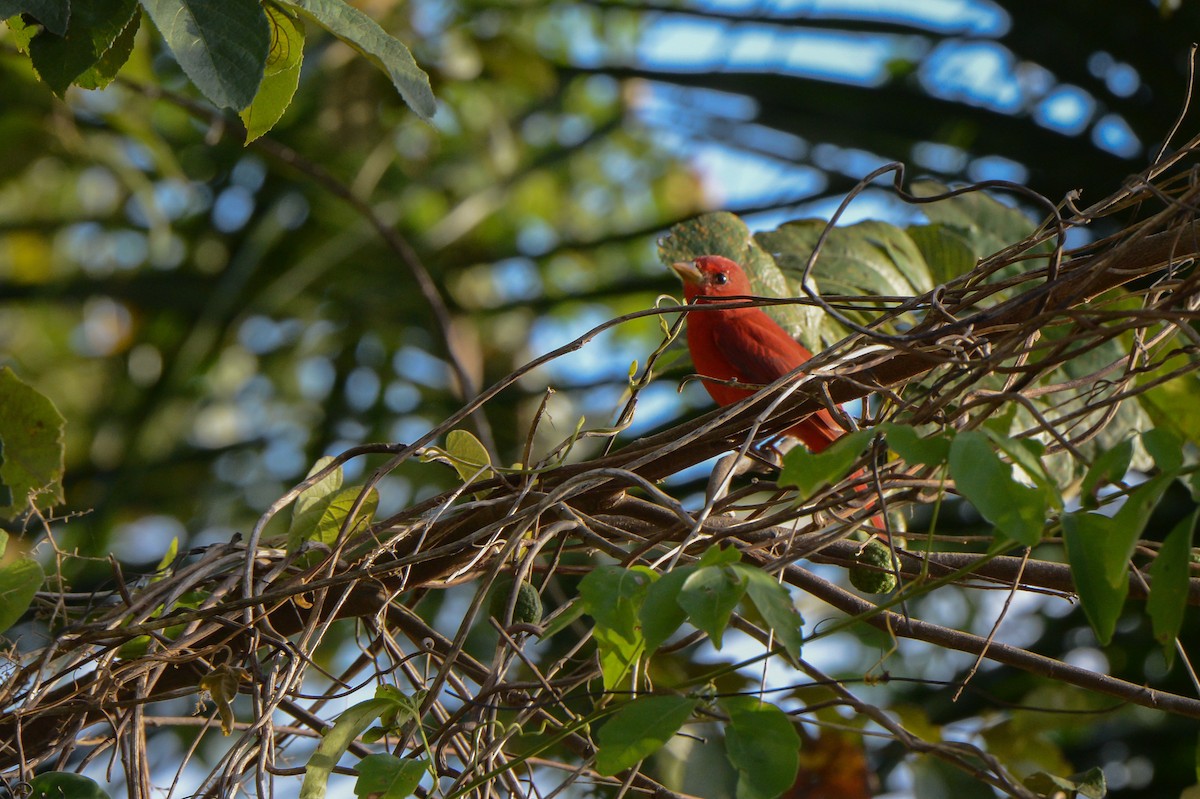 Piranga vermillon - ML151025371