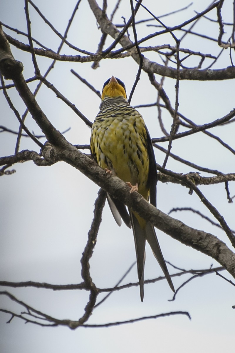 Swallow-tailed Cotinga - Luiz Carlos Ramassotti