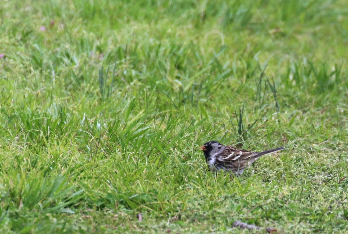 Harris's Sparrow - ML151028941