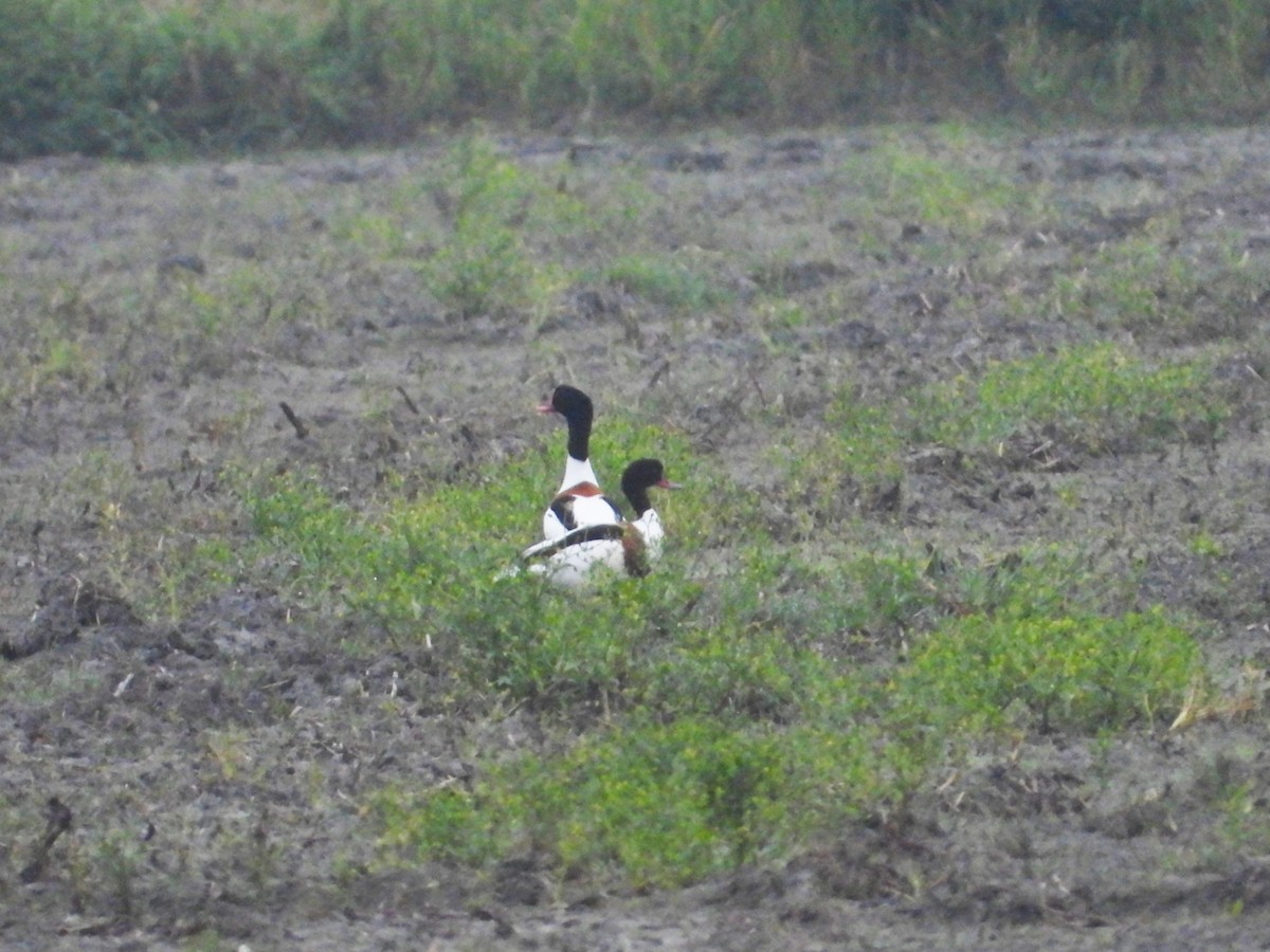 Common Shelduck - ML151029951