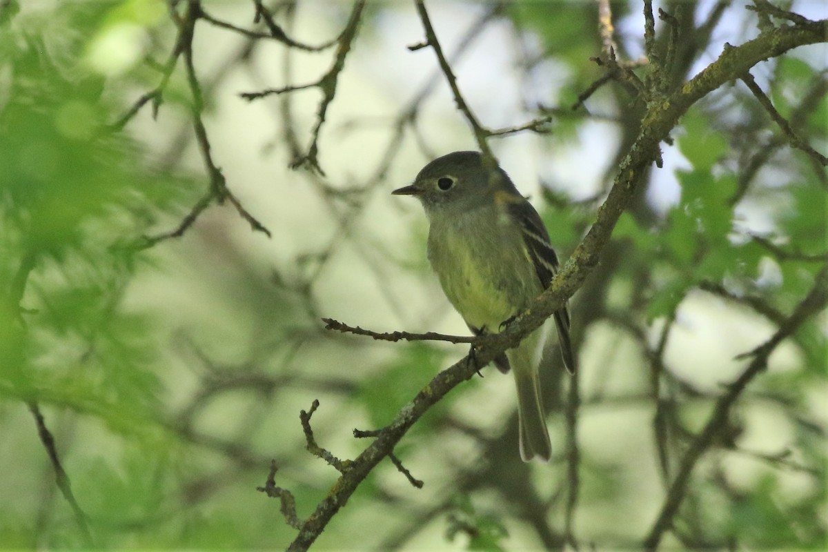 Hammond's Flycatcher - ML151030221