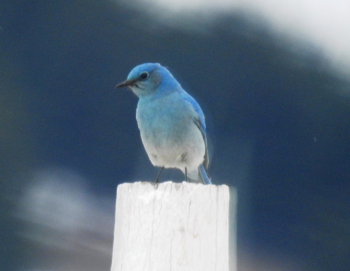 Mountain Bluebird - ML151030411