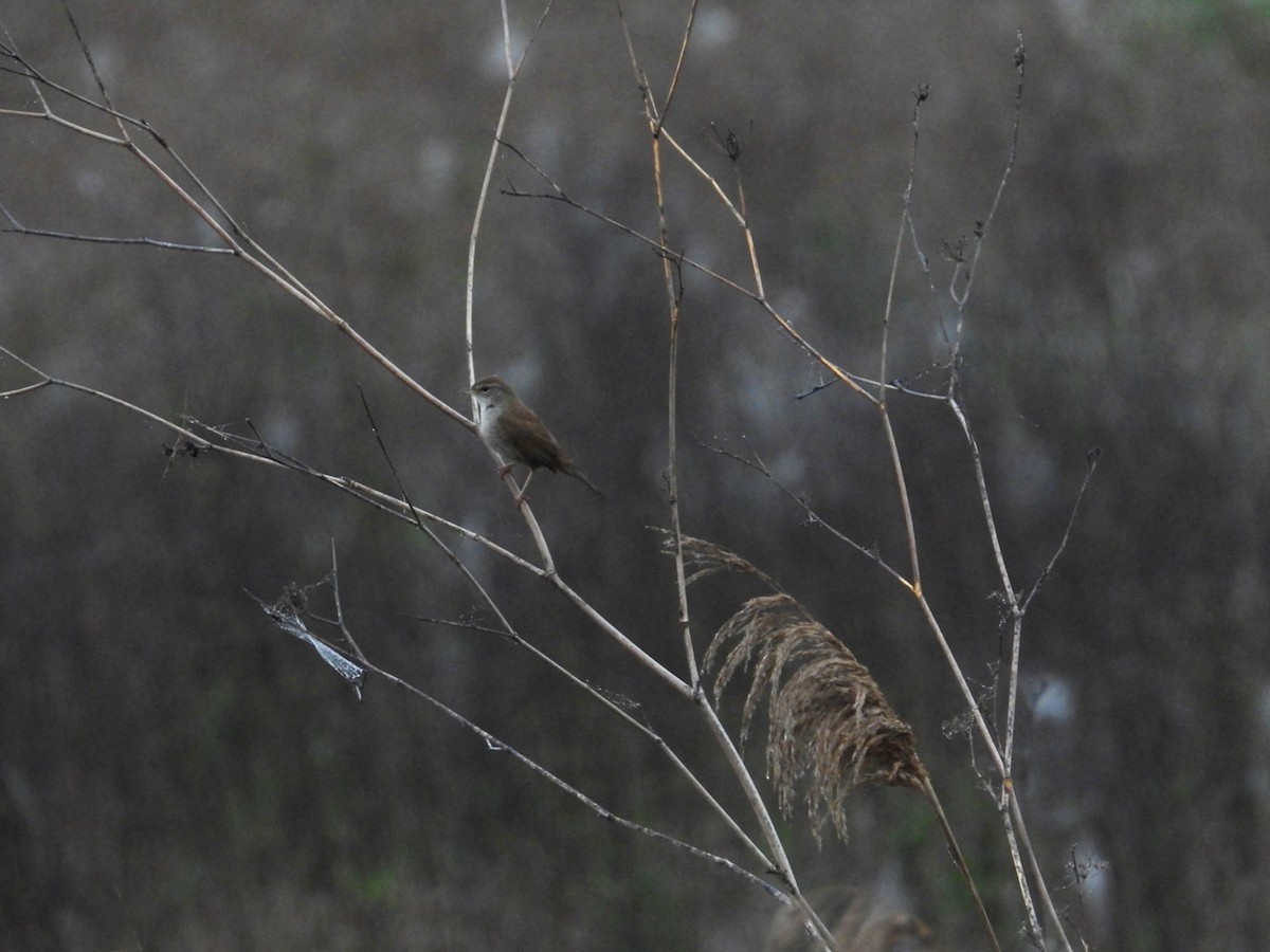 Cetti's Warbler - ML151030541