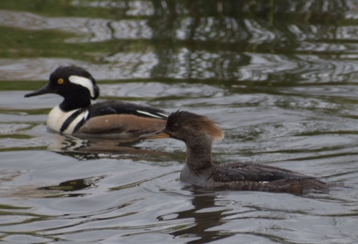 Hooded Merganser - Cheryl Chessick