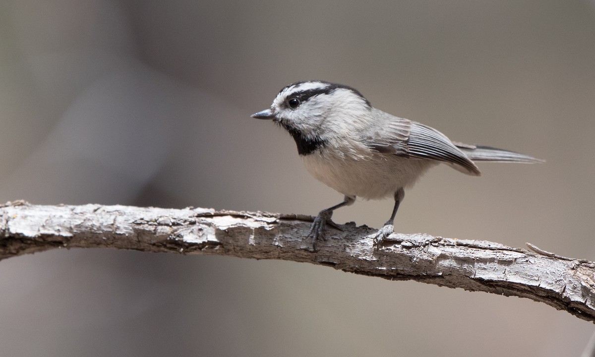 Mountain Chickadee - ML151031041