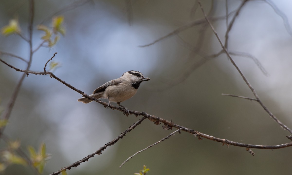 Mountain Chickadee - ML151031051