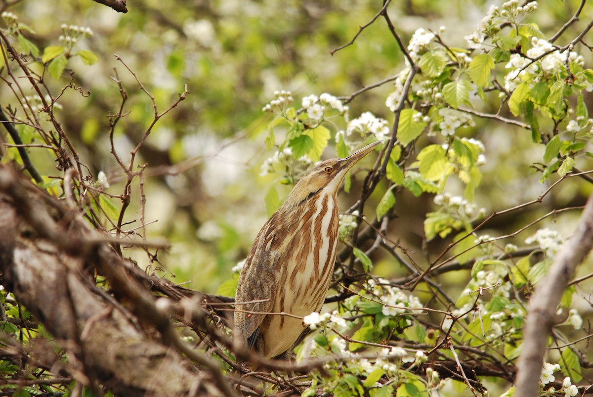 American Bittern - ML151031261