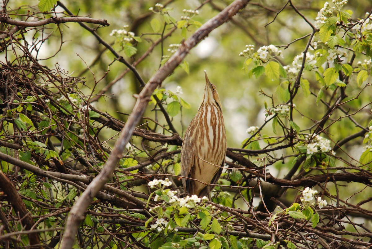 American Bittern - ML151031381