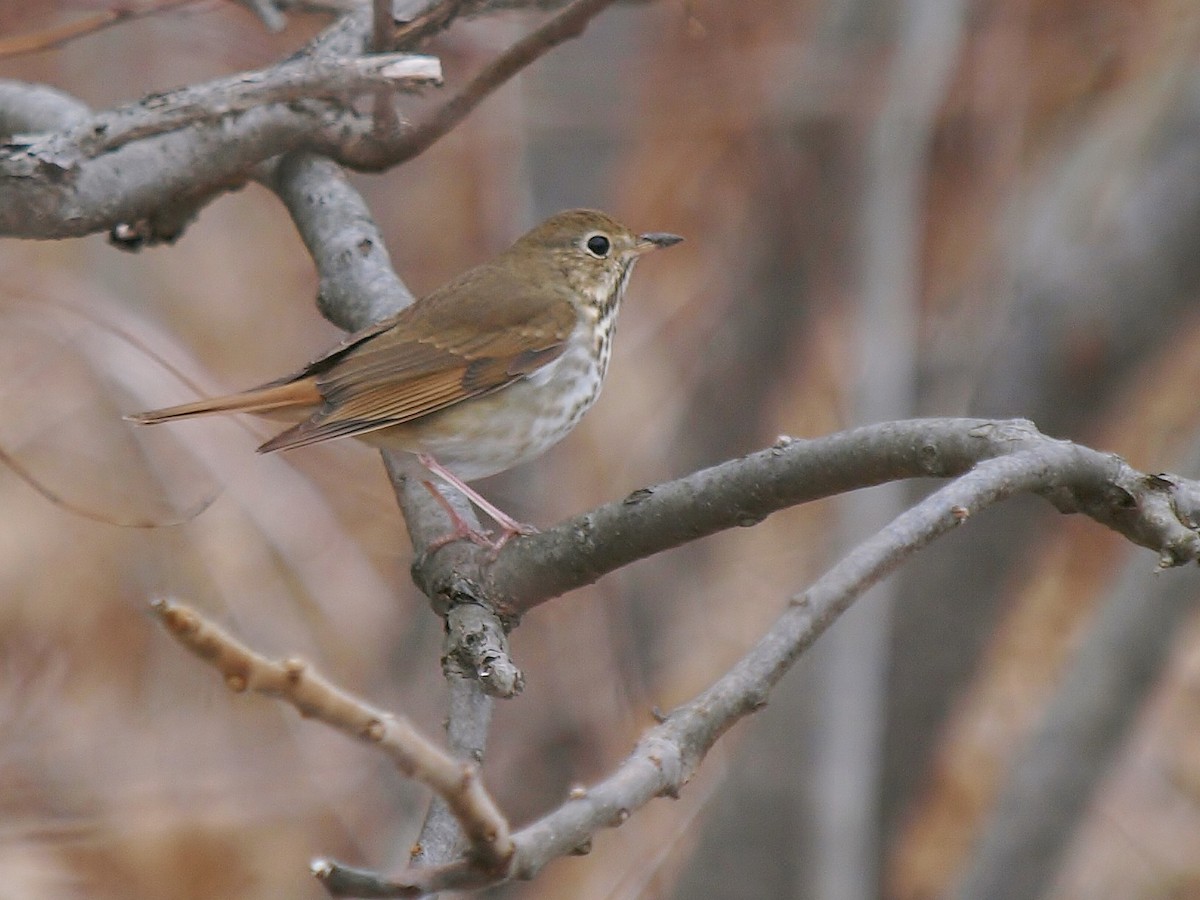 Hermit Thrush (faxoni/crymophilus) - ML151033301