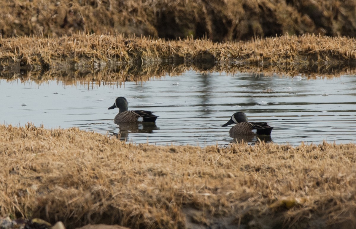 Blue-winged Teal - ML151033551