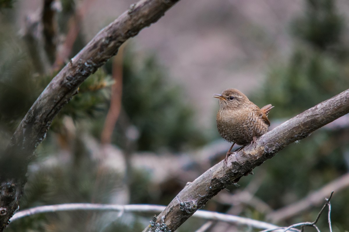 Winter Wren - ML151034351