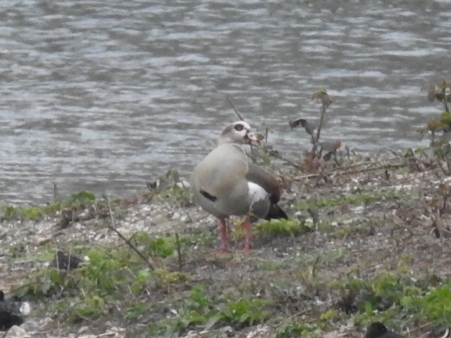 Egyptian Goose - ML151035981