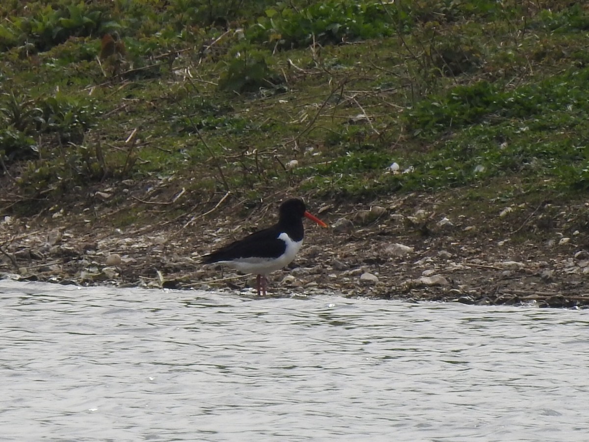 Eurasian Oystercatcher - ML151036431