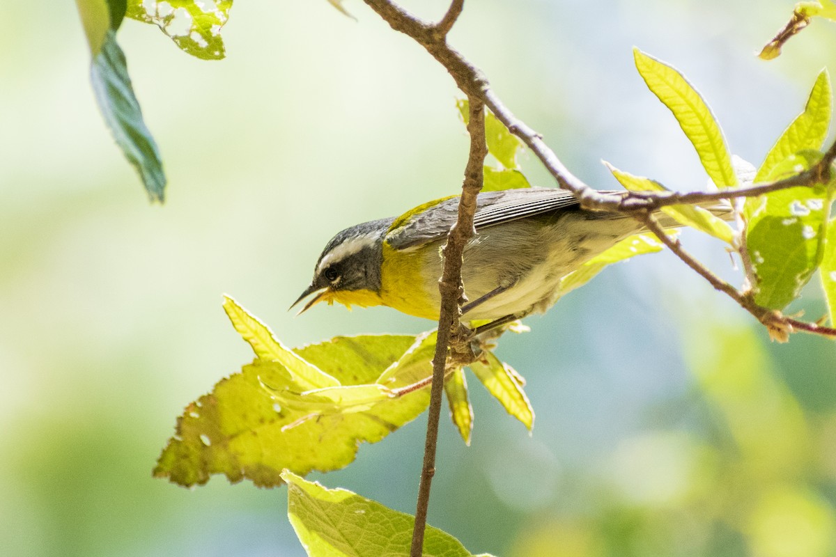 Crescent-chested Warbler - Ricardo Arredondo