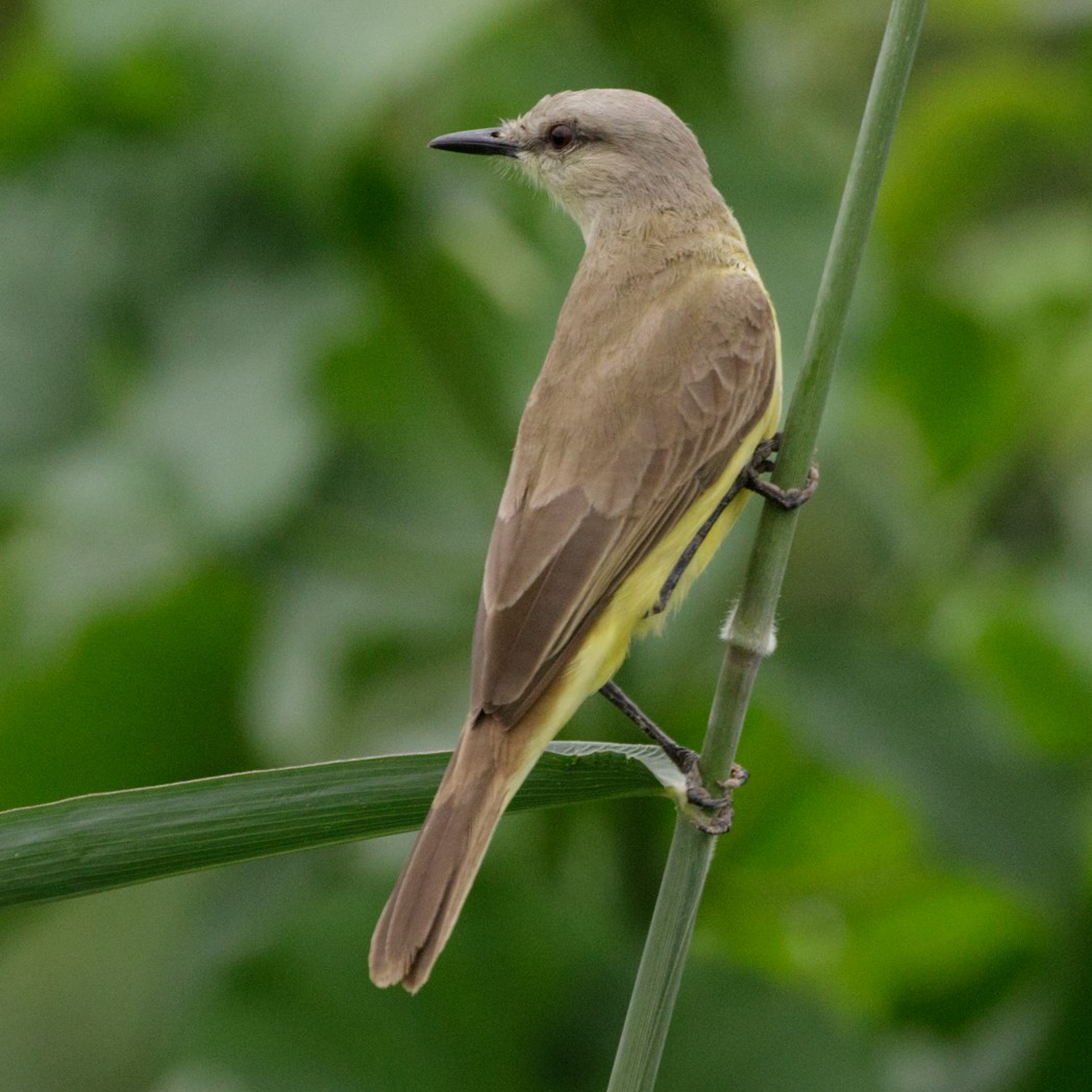 Tropical Kingbird - Silvia Faustino Linhares