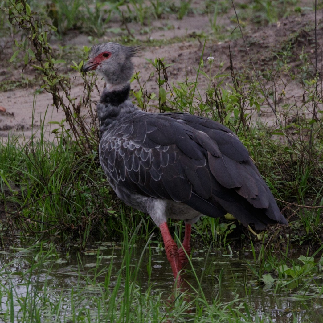 Southern Screamer - ML151041861