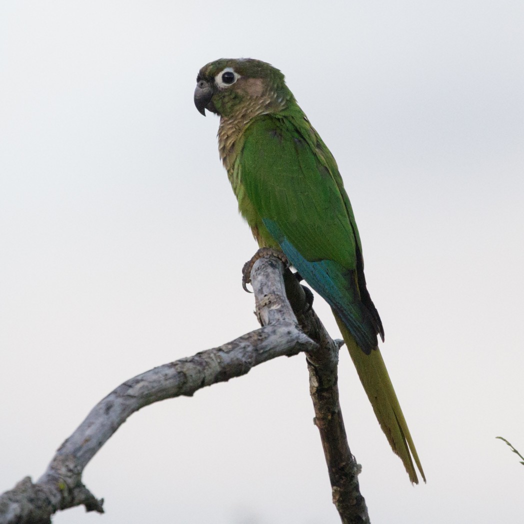 Maroon-bellied Parakeet - ML151042181