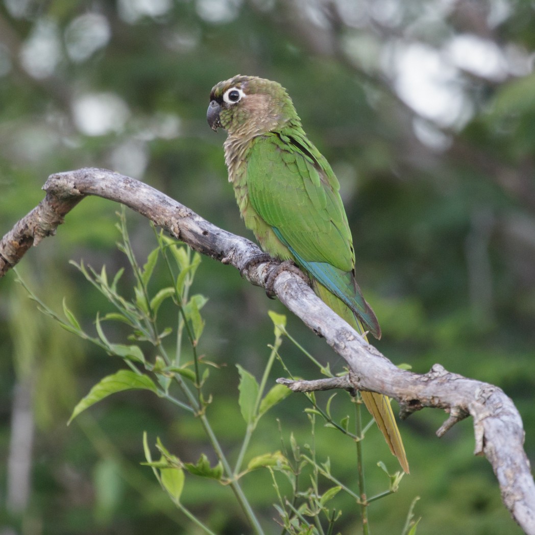 Conure de Vieillot - ML151042201