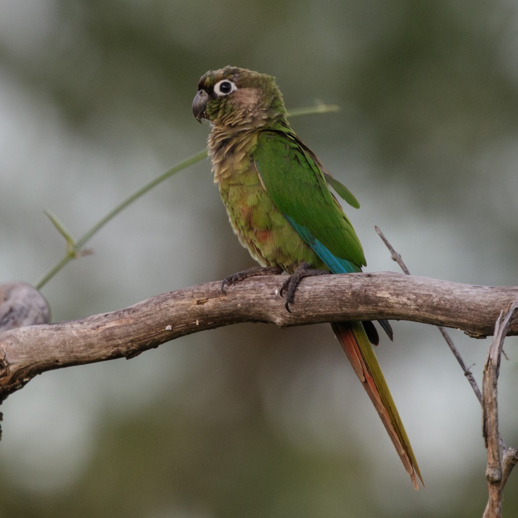 Maroon-bellied Parakeet - ML151042231