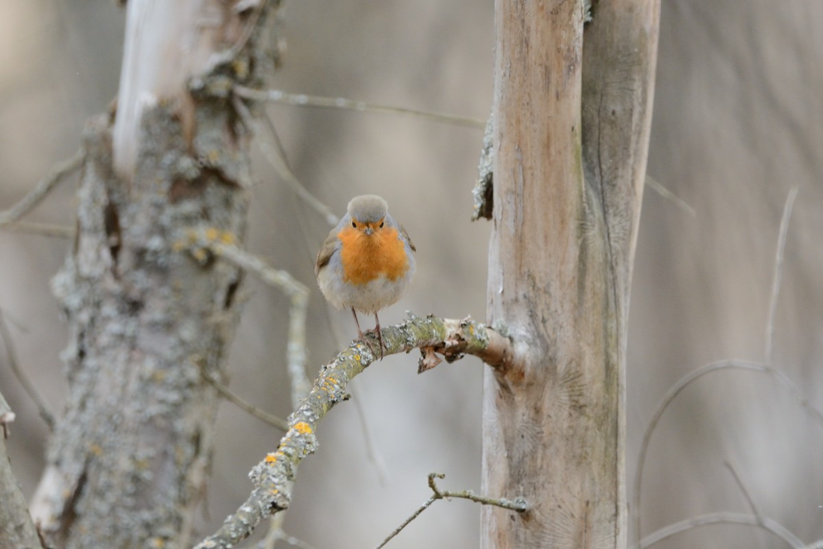 European Robin - ML151043841