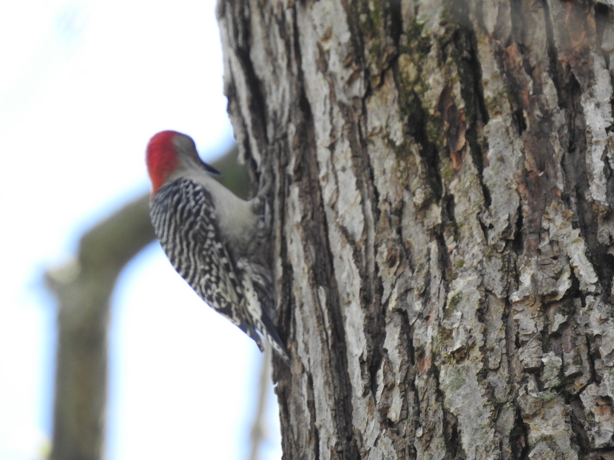 Red-bellied Woodpecker - ML151046831