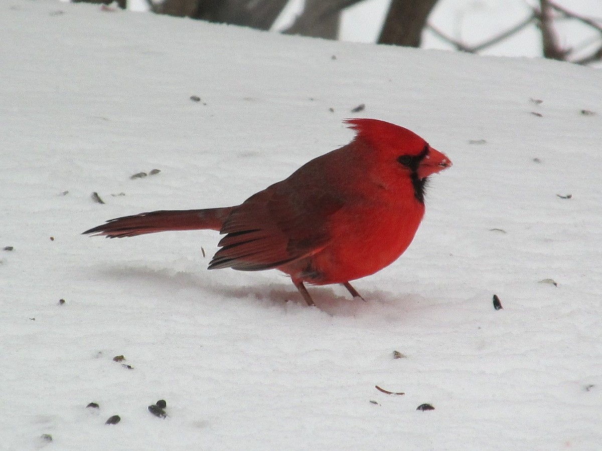 Cardinal rouge - ML151046961
