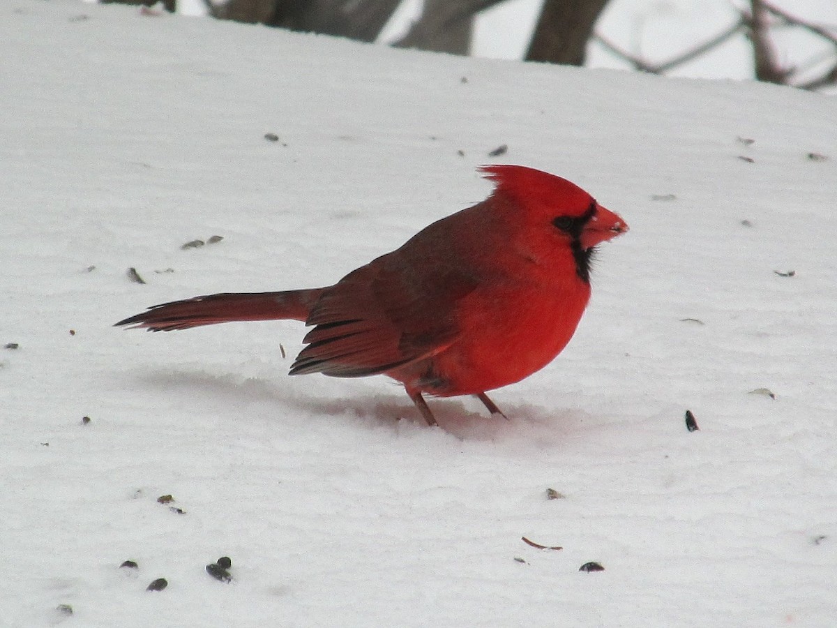 Cardenal Norteño - ML151046961