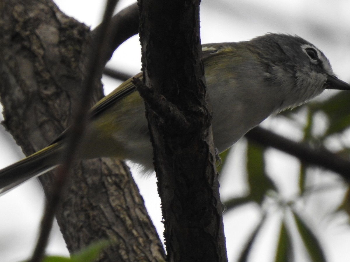 Vireo Solitario - ML151047151