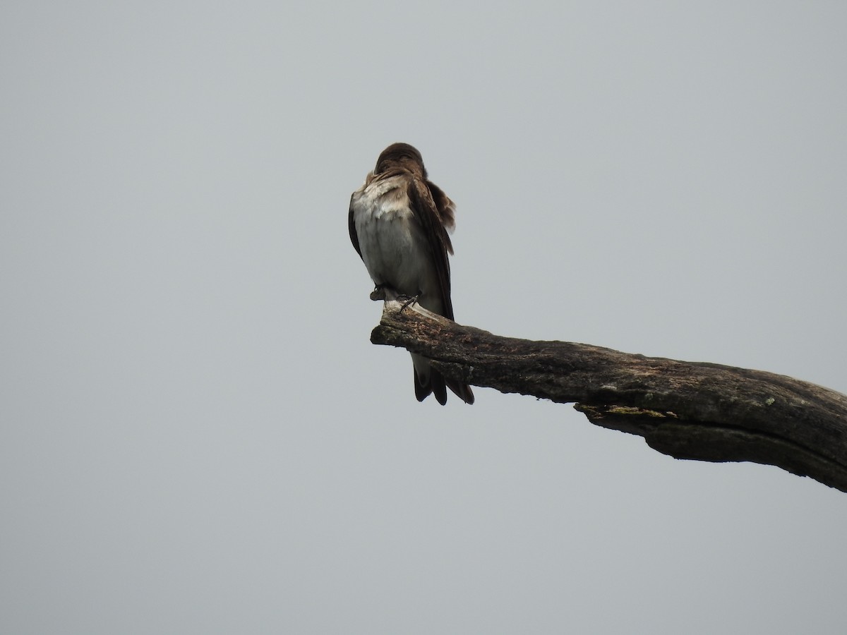 Northern Rough-winged Swallow - ML151047361
