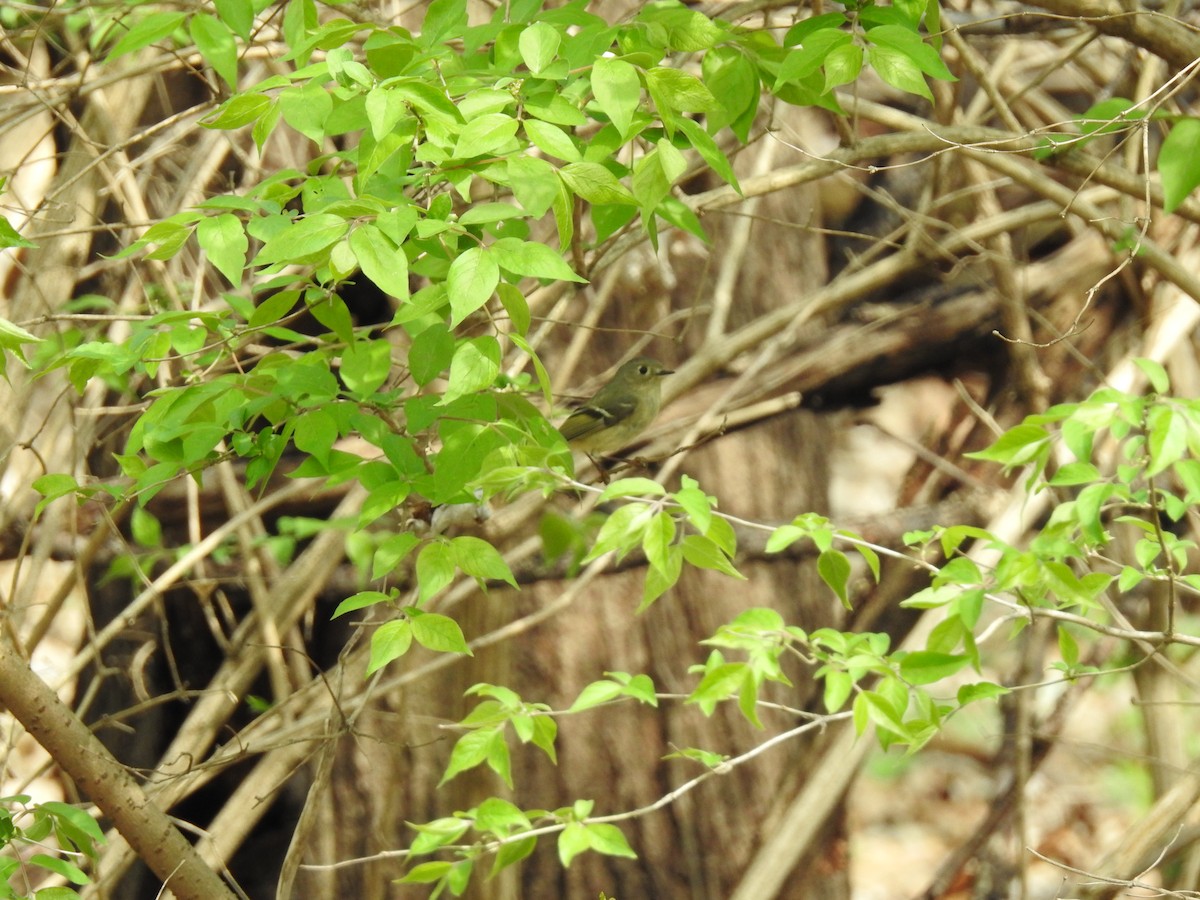 Ruby-crowned Kinglet - ML151047711