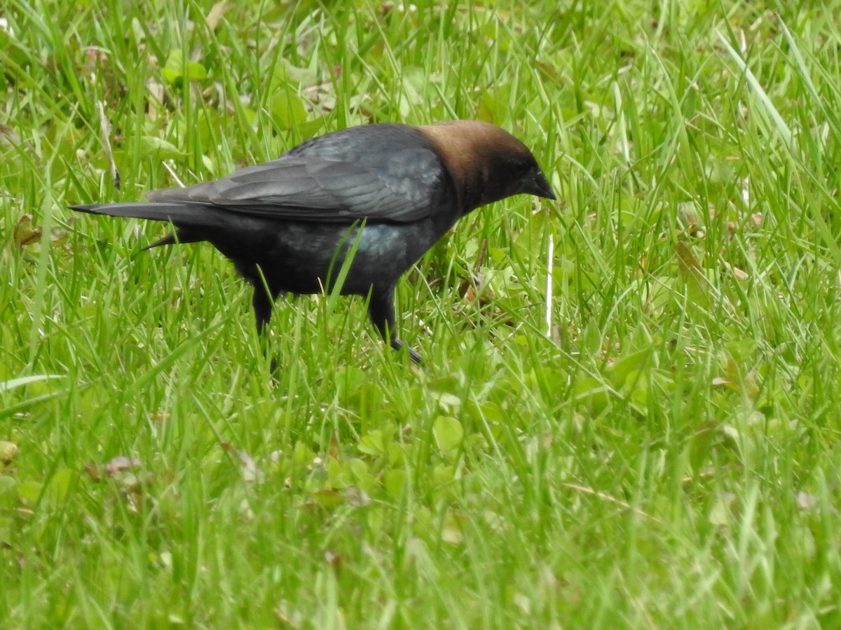 Brown-headed Cowbird - ML151048181