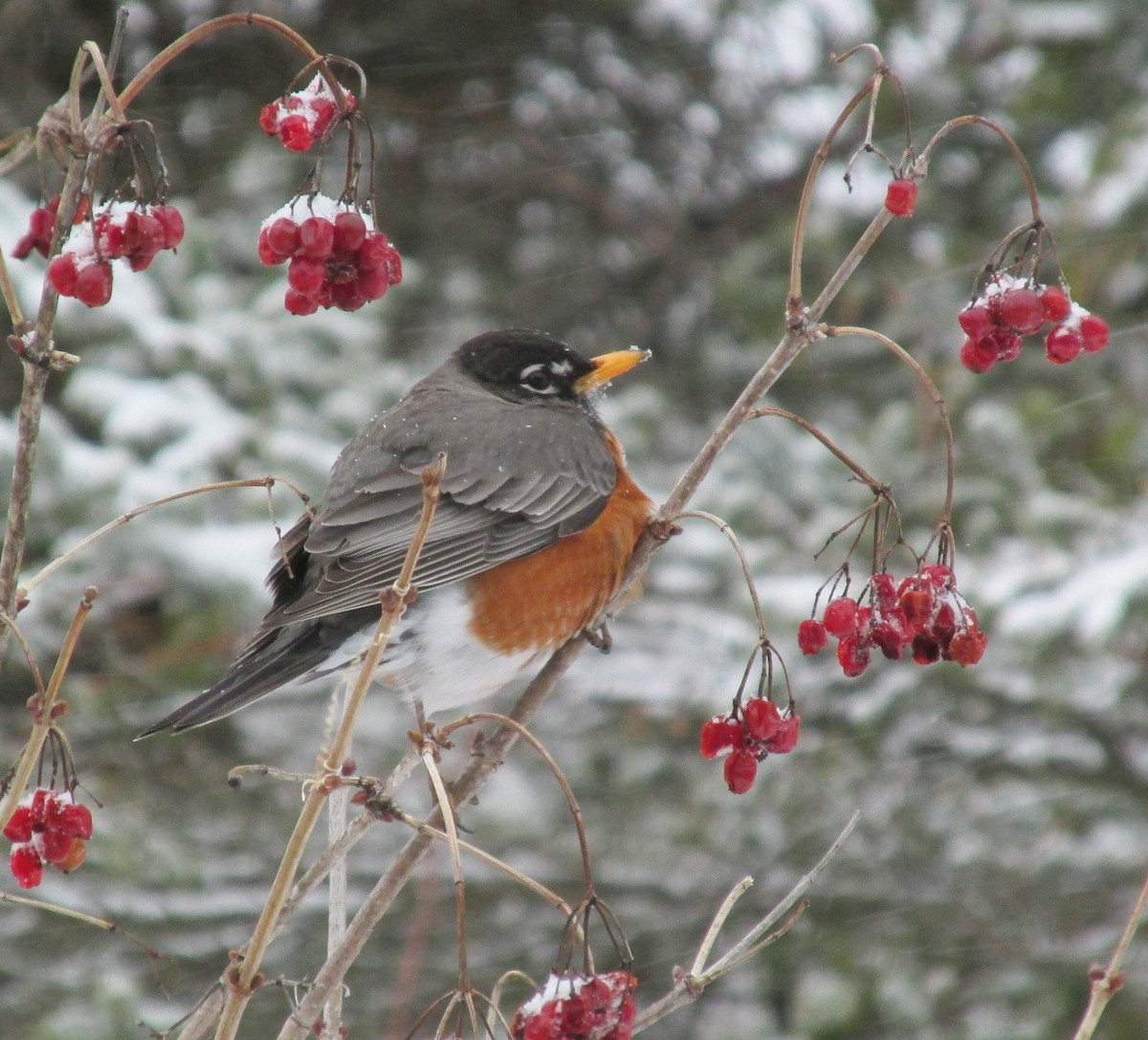 American Robin - ML151048371