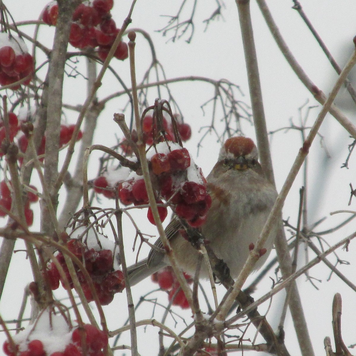 American Tree Sparrow - Da Eagle